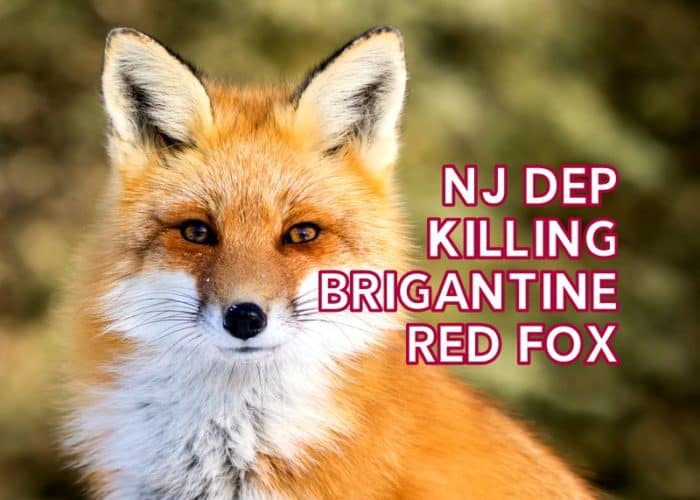 brigantine fox kill shoot dep NJ